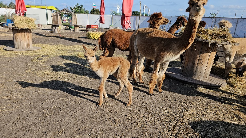 С ново бебе увеличи стадото при алпаките в Зоопарк-Бургас