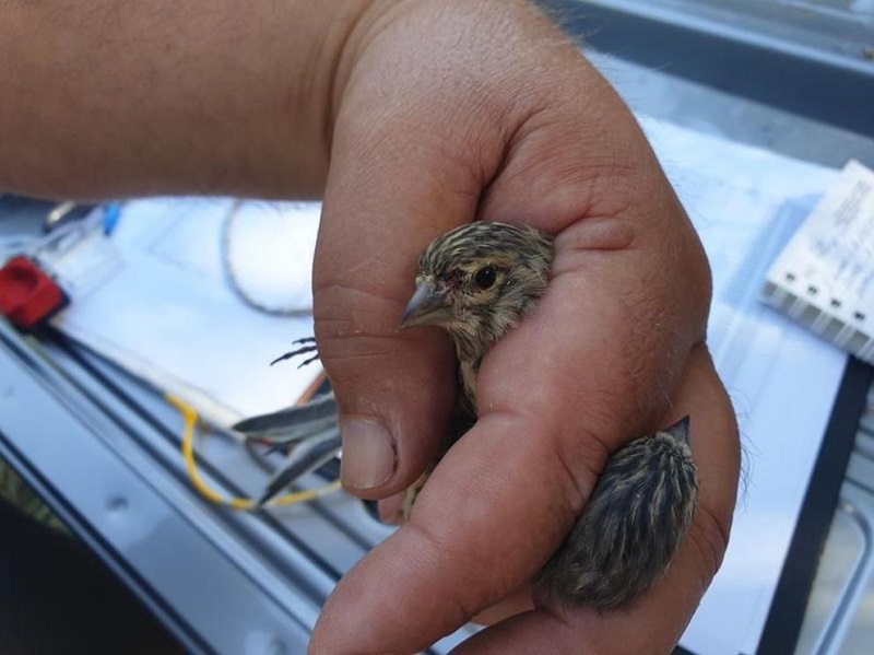 Откриха защитени видове птици, отглеждани в частен дом в Бургас