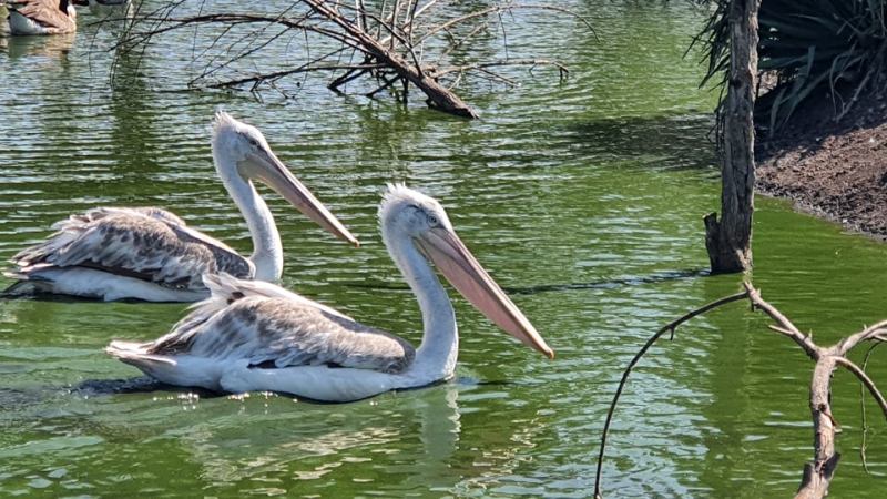 Зоопарк Бургас търси дарители за застрашени пеликани 