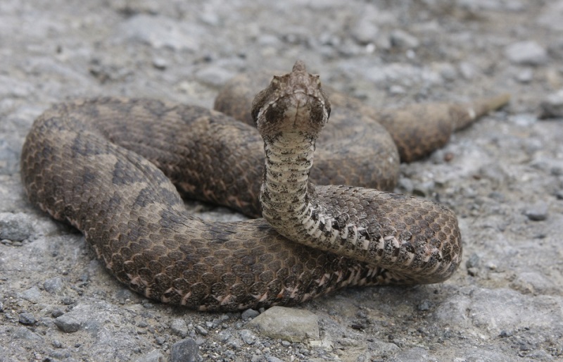 Кои са отровните змии в България можете да научите тази събота в Природонаучния музей