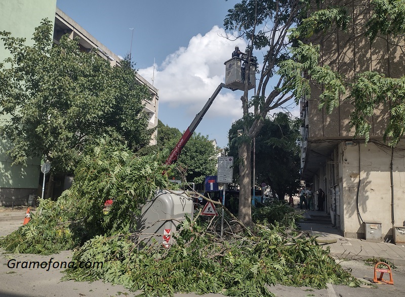 Община Бургас: Нови и повече дървета ще има на ул. „Шейново“