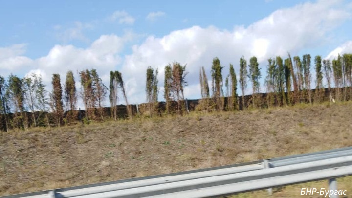 Пътната агенция си харесва изсъхналите кипариси по магистралата, ще сади още