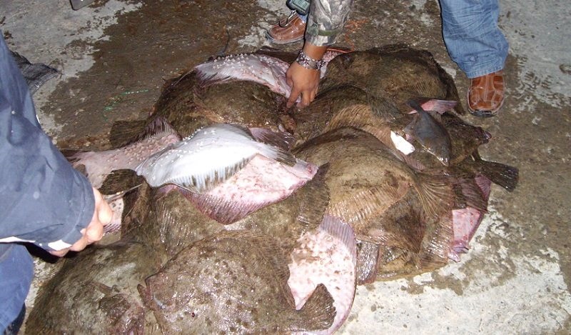 Забраната за улов на калкан с месец по-дълга