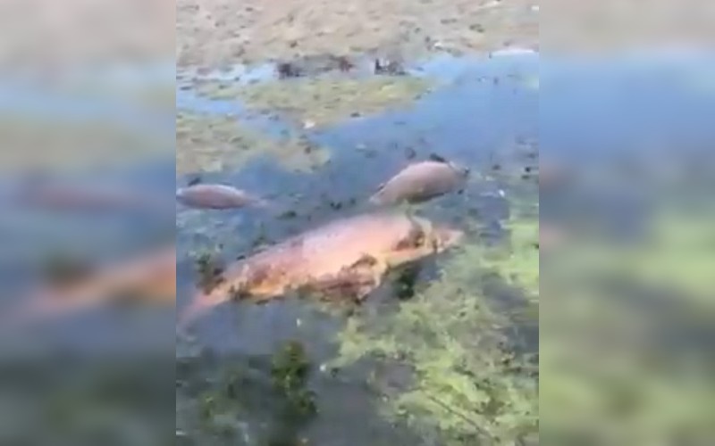 Мъртва риба в реката стресна ахелойци