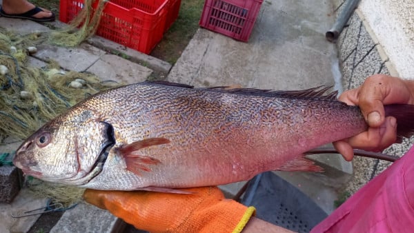 Рибар от Царево успя да улови тази необикновена риба, която се опитва веднъж в живота