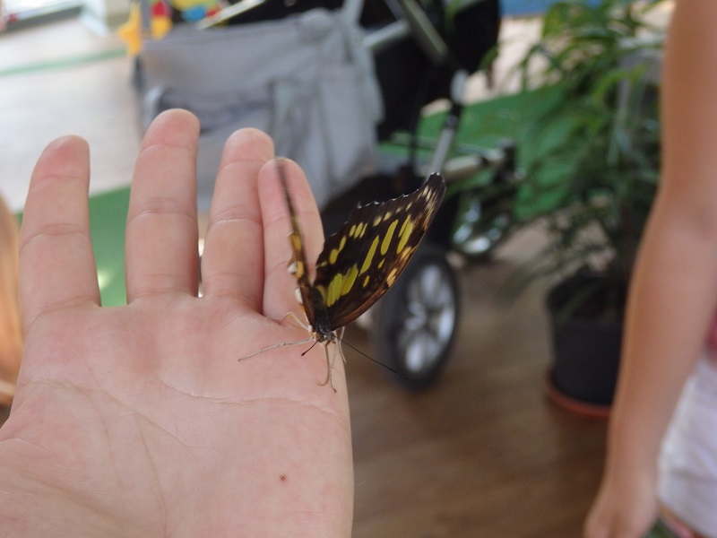 Отново показват в Бургас най-красивите пеперуди