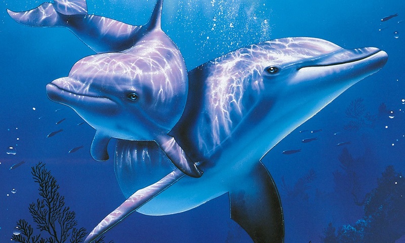 Проучване преброи 67 китоподобни бозайници в морето край Ропотамо 
