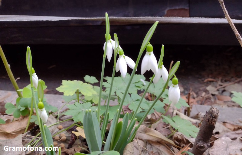 Слънчево време в началото на седмицата