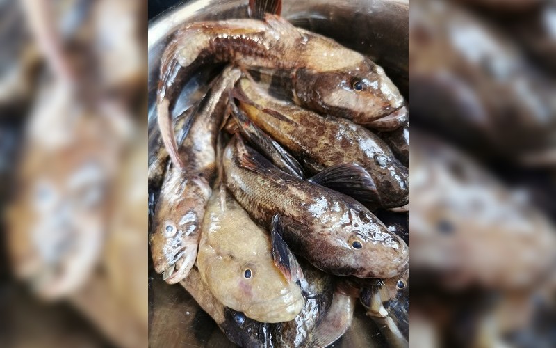 В Царево се радват на попчета