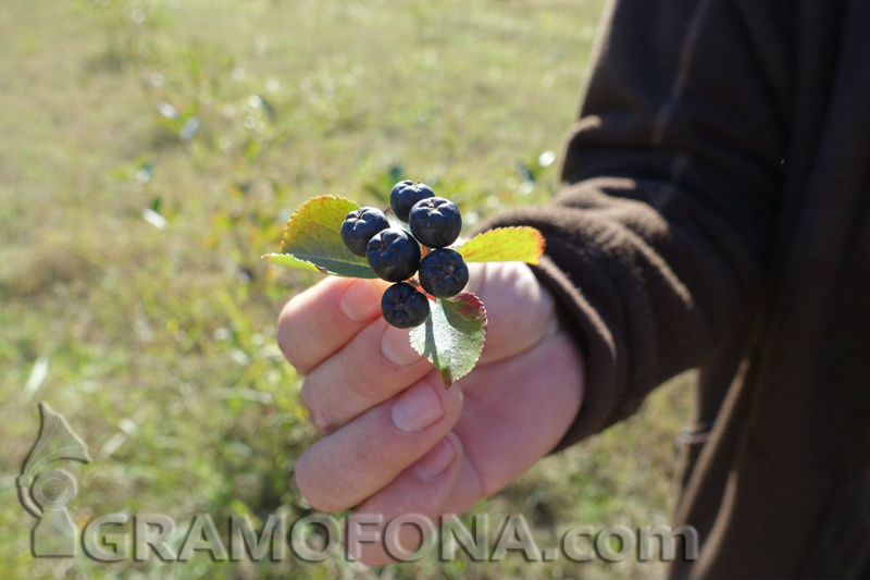 Търсите био арония, ще я откриете в разсадника в Царево