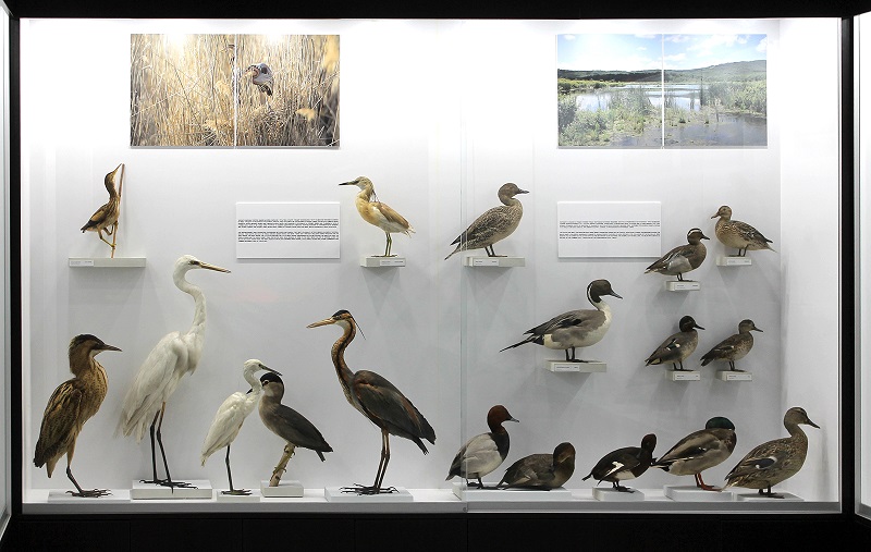 Отидете на безплатна беседа в Природонаучния музей, посветена е на международния дена на птиците