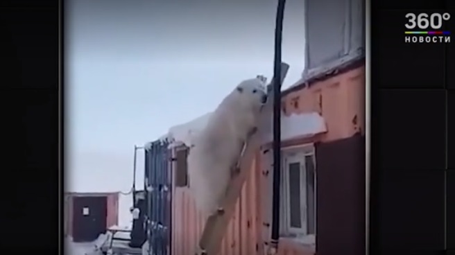 Спасиха самотно мече на остров Болшевик