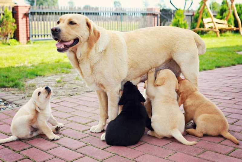 Жестокост в Етрополе: Мъж уби женско куче и 9 малки 