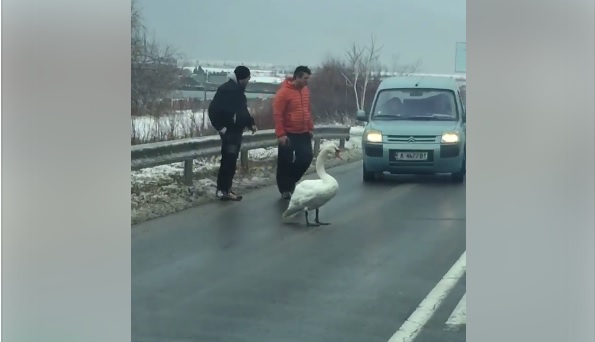 Не пипайте бедстващи птици, опасно е