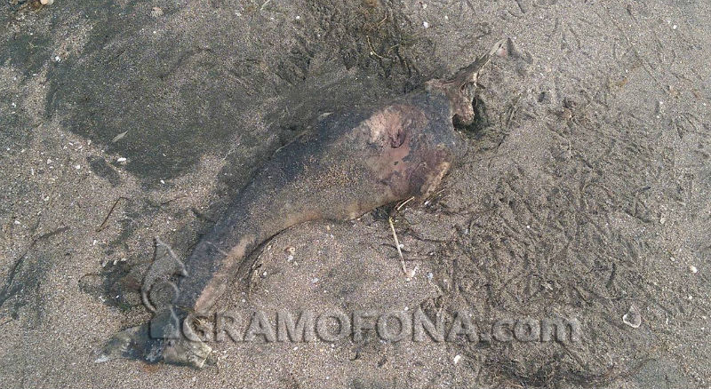 Мъртъв делфин на Северния плаж в Бургас