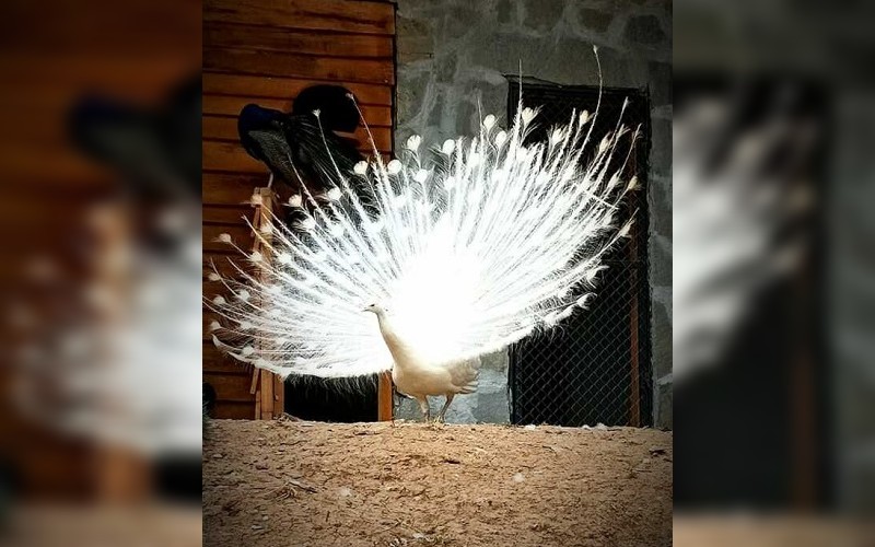 Посетители убиха с царевични пръчици белия паун от зоопарка в Стара Загора