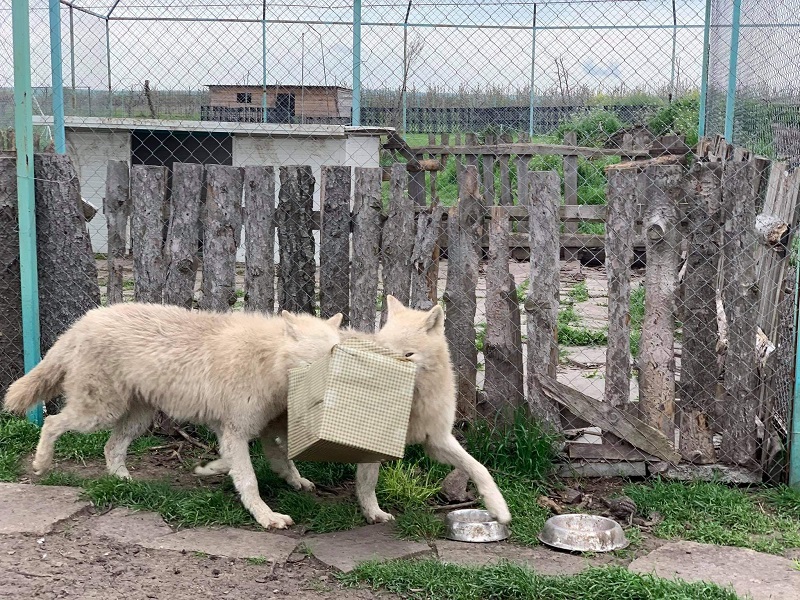Специална торта за полярните вълци в Бургас