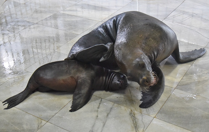 Тюленче се роди във варненския делфинариум
