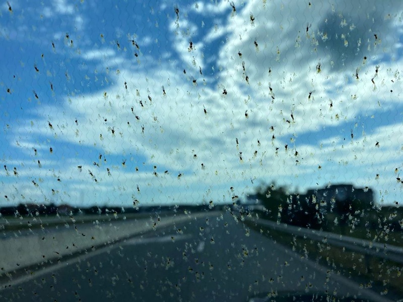 Рояци малки мушички нападнаха Бургас и Южното Черноморие
