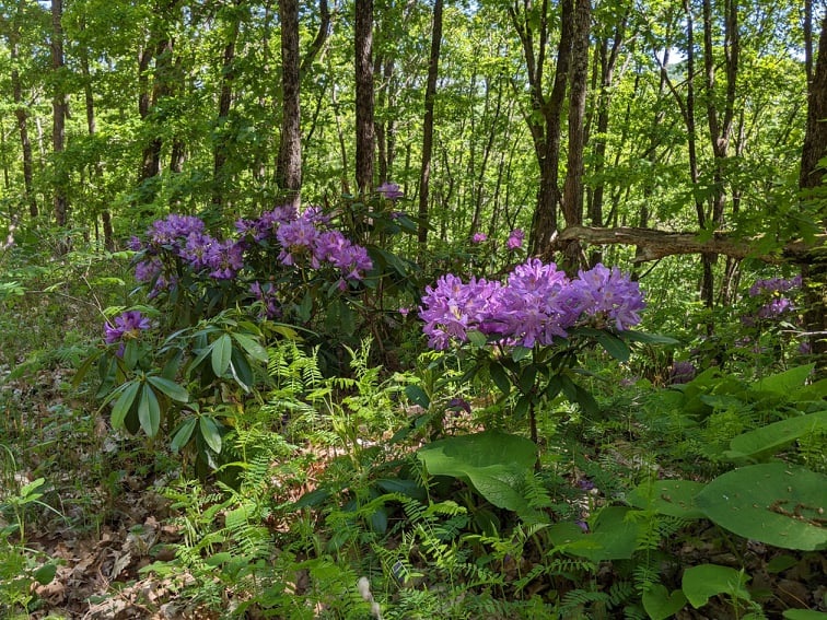 Тазгодишният Фестивал на зелениката ще е в Близнак