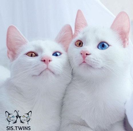 Айрис и Абис красивите близначки с разноцветни очи
