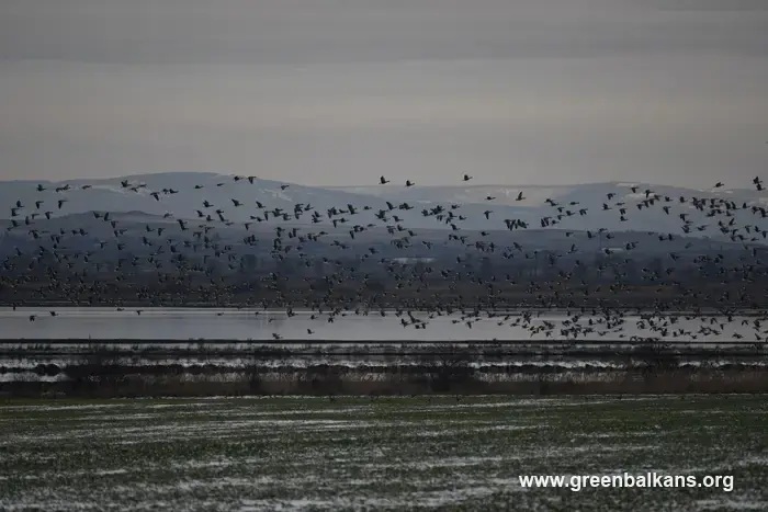 Една от гъските, които проследяваме чрез GPS, се завърна в България
