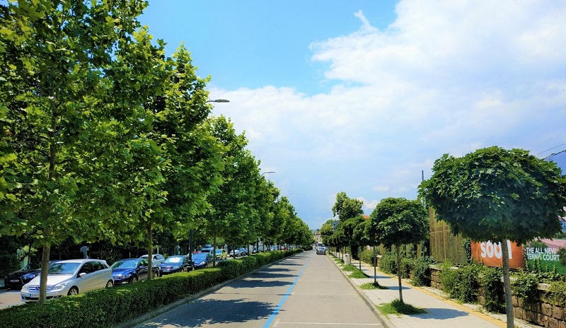 Общината засажда 200 дръвчета по четири от обновените улици в Бургас