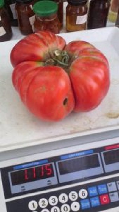 Бивш зам.-кмет на Царево отглежда огромни домати