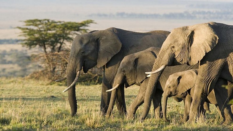 Пандемията довела до бейби бум на африканските слонове