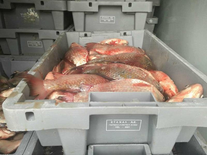 Бракониери зарадваха бедните с 1200 кг нелегална риба