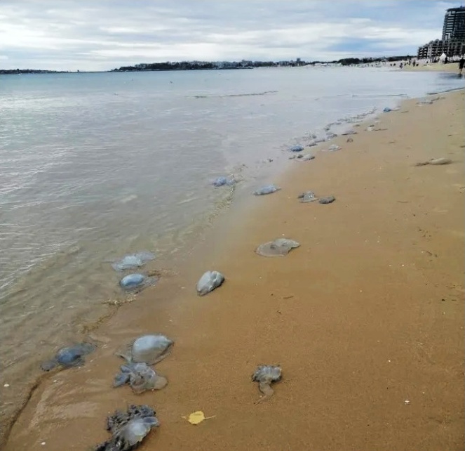 Стотици мъртви медузи си появиха по плажовете между Поморие и Несебър