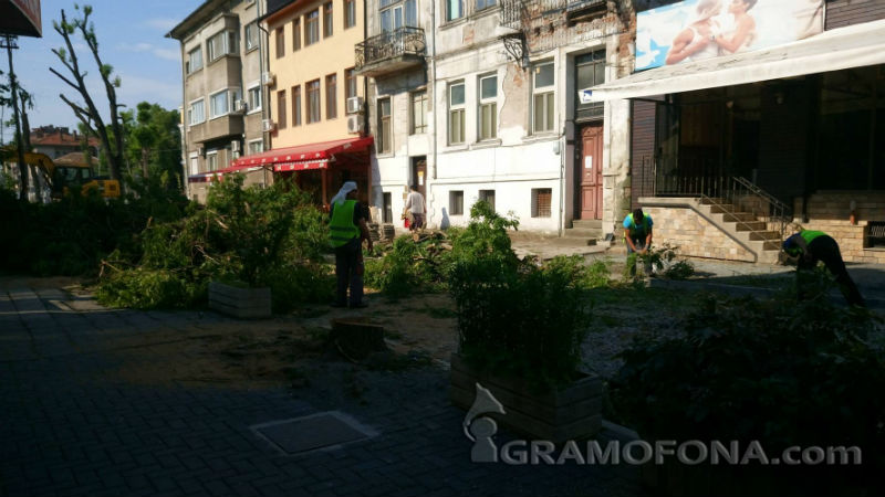 Режат дървета в центъра на Бургас