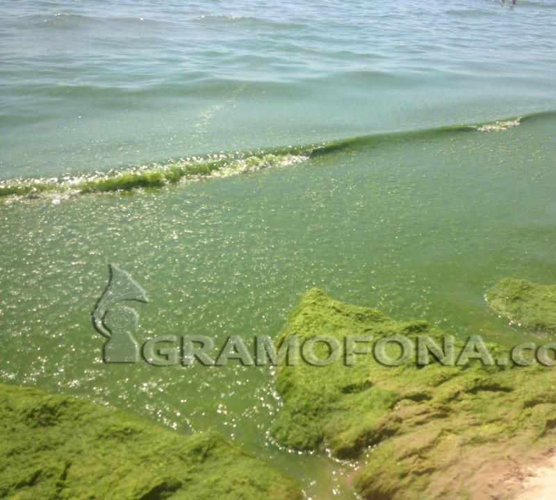 Неприятно: Плажът в Слънчев бряг потъна във водорасли