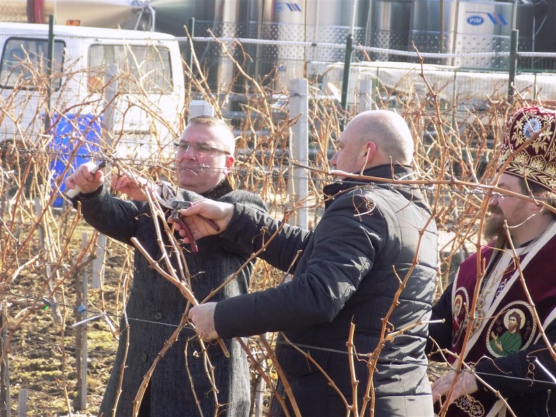 Депутатите на ГЕРБ зарязваха лози в Бургаско