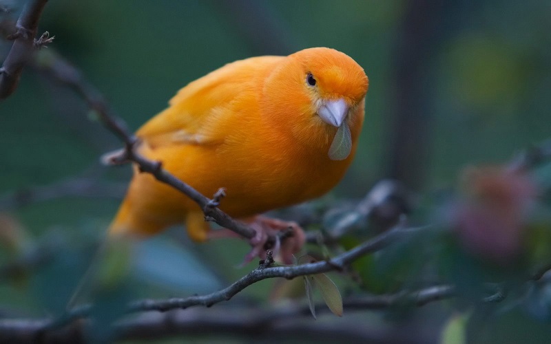 Повече от 350 канарчета ще бъдат изложени във Флората