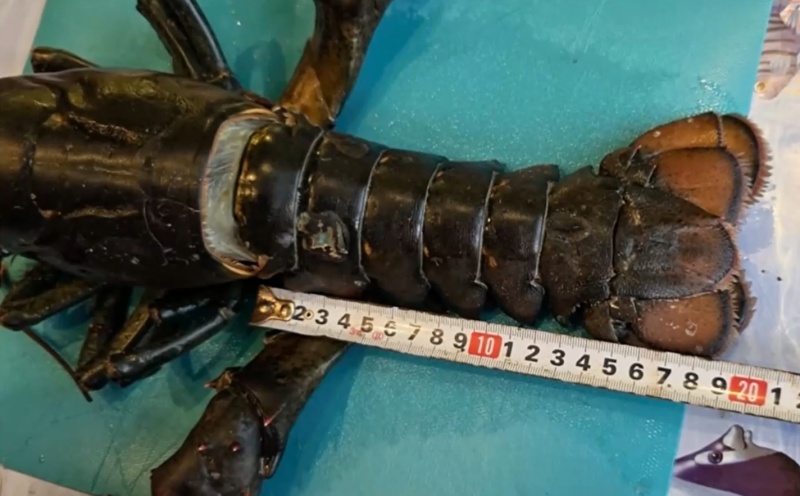 Омари в Черно море озадачават учените