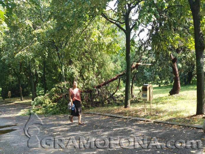 Пак изпочупени клони след лятната буря в Бургас