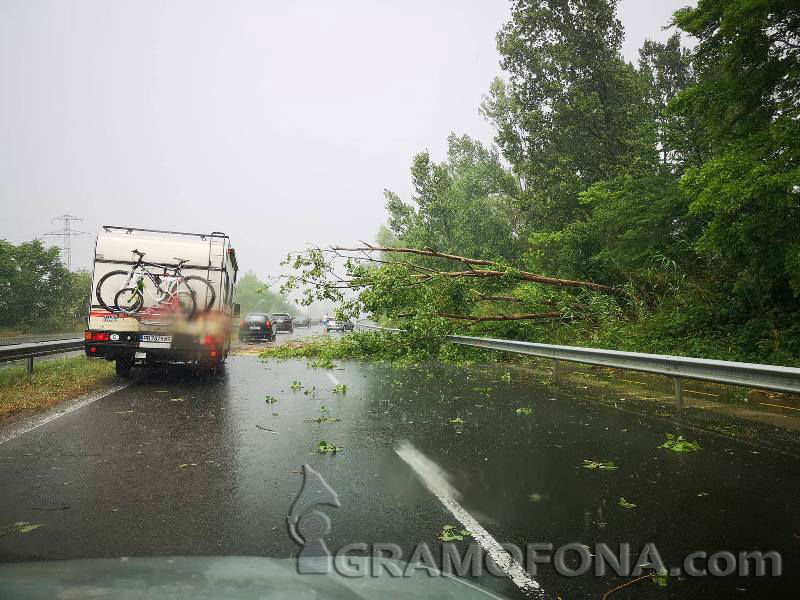 Ексклузивно: Паднали дървета затвориха входа на Бургас