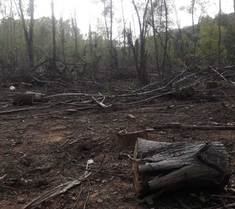 Спряха нерегламентирани сечи в частни горски територии в Бургаско