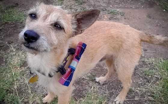 Щастлив край: Куче се върна у дома в Уелс, след като избяга на летище в Австралия