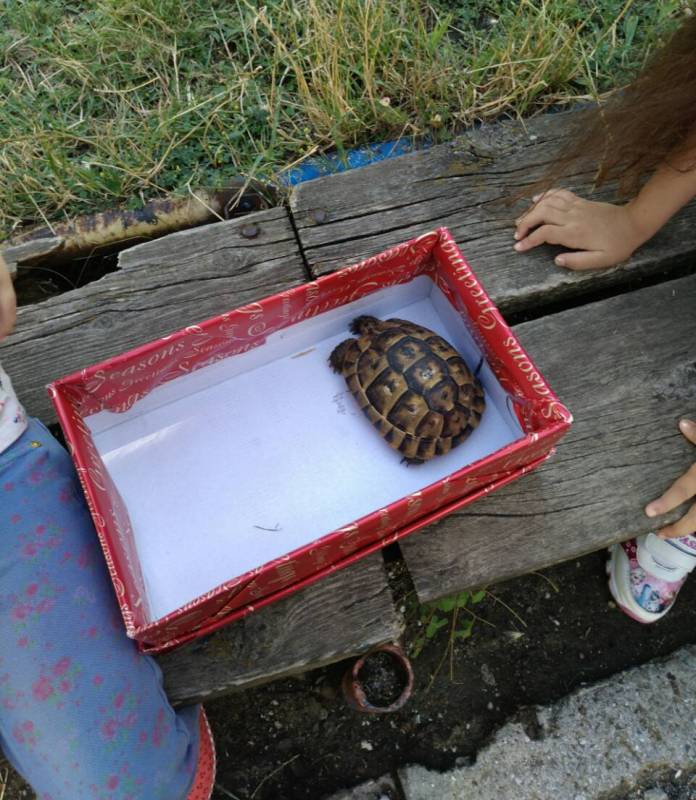 Бургазлийчета спасиха костенурка от защитен вид