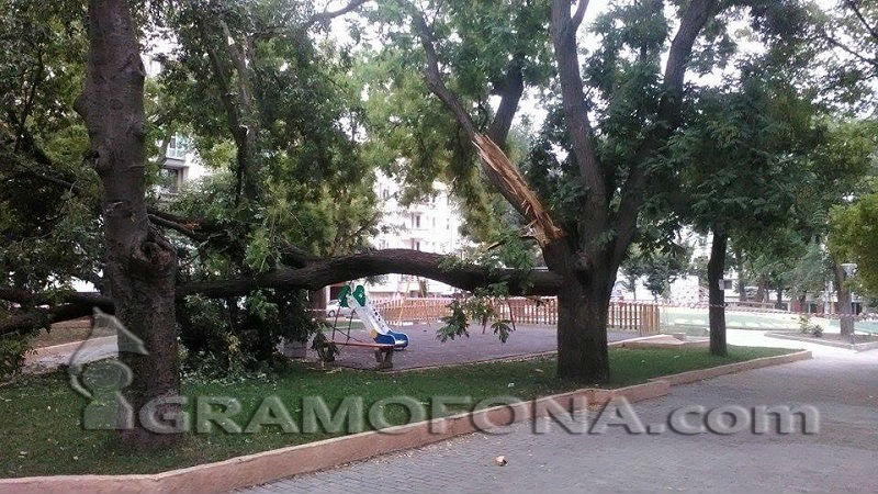 Огромен клон се стовари в Борисовата градинка