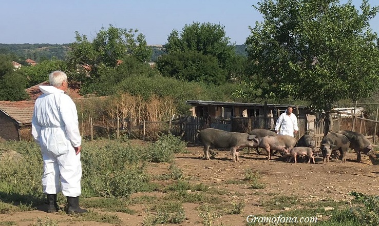 Клането на домашни прасета в Царево започна