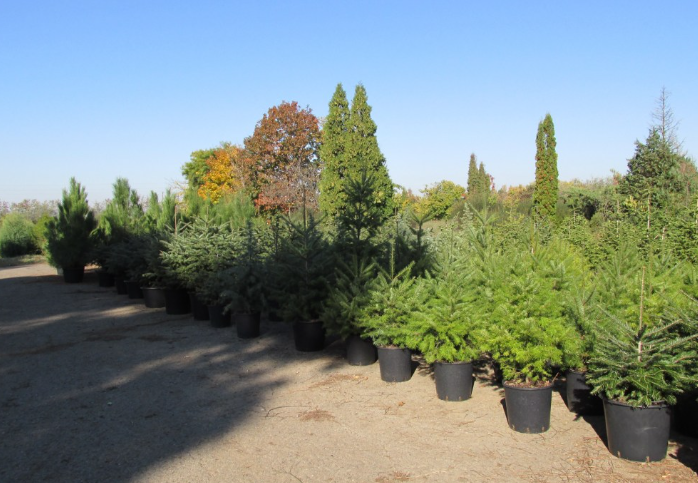 18 дни до Рождество Христово, подарете си ароматно и прекрасно коледно дърво 