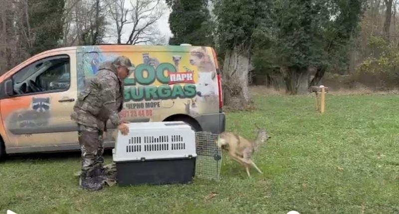 Сръндакът, който получи втори шанс за живот, вече е на свобода
