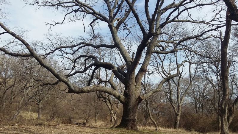 300-годишен дъб в Каблешково попадна в списъка на защитените вековни дървета
