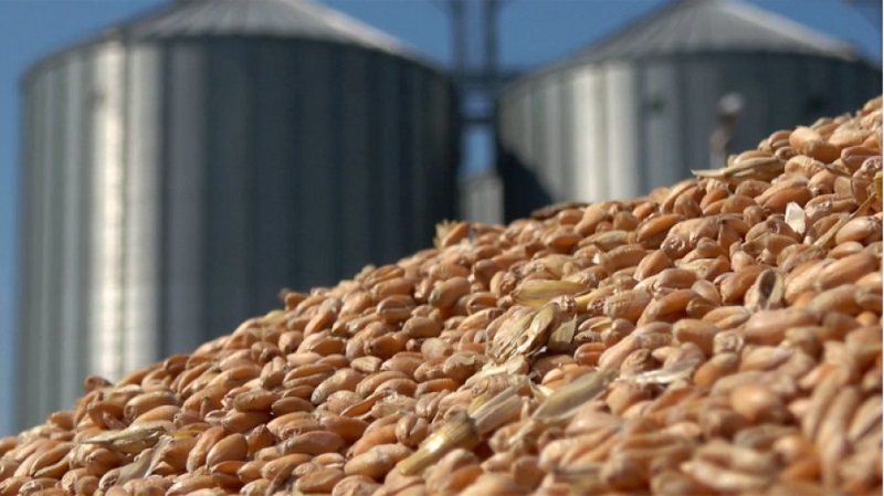 Тази година пшеницата е два пъти по-скъпа в сравнение с миналата