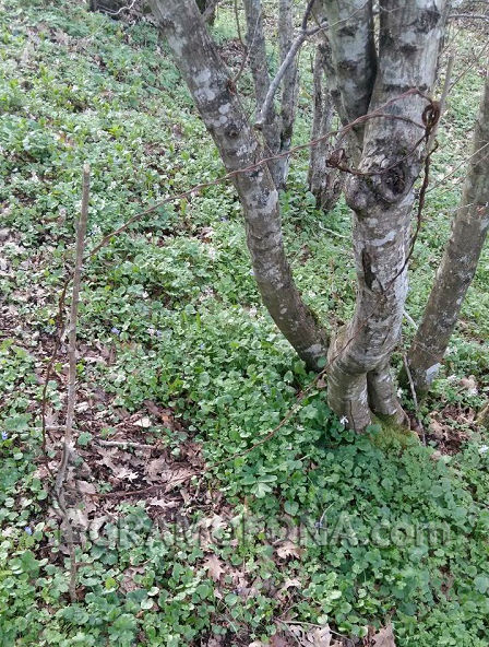 Прокуратура, следствие и вътрешна сигурност погнаха полицаи – бракониери от Бургаско