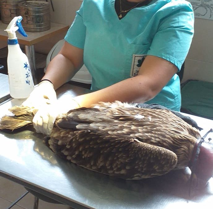Царски орел с 16 сачми в тялото откриха край Ямбол