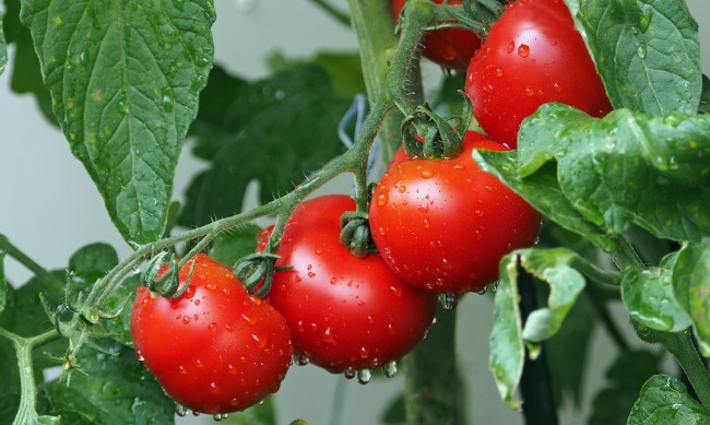 Откриха десетки опасни вещества в домати в Румъния